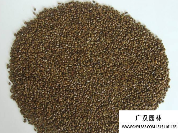 傘房決明子種子