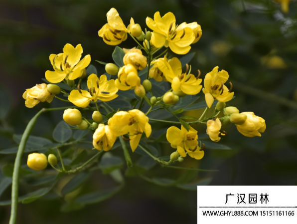 傘房決明子種子