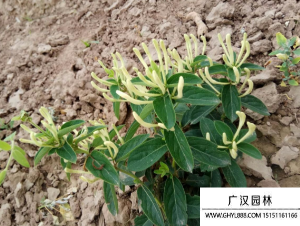金銀花