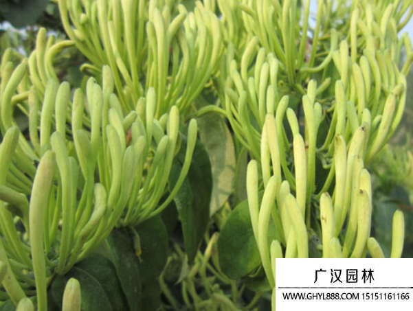 金銀花