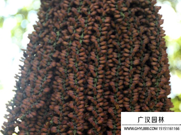 長穗魚尾葵種子