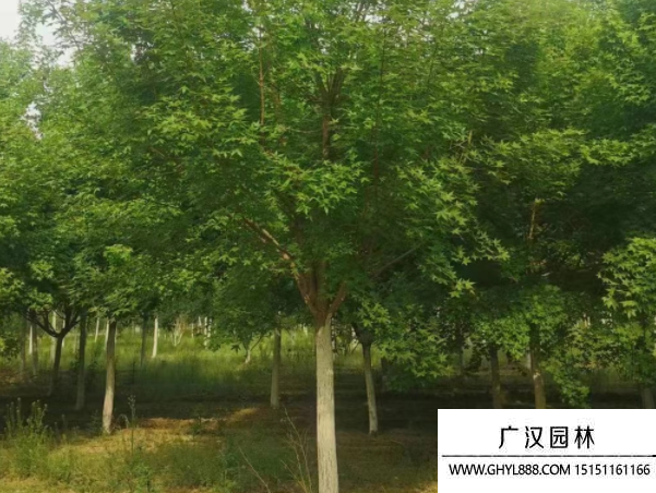 元寶楓