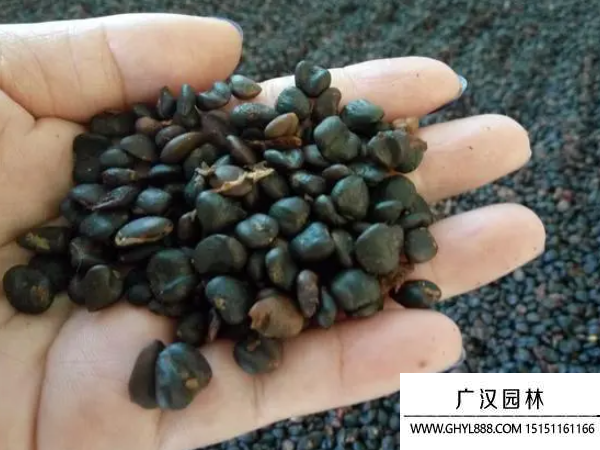 白玉蘭種子