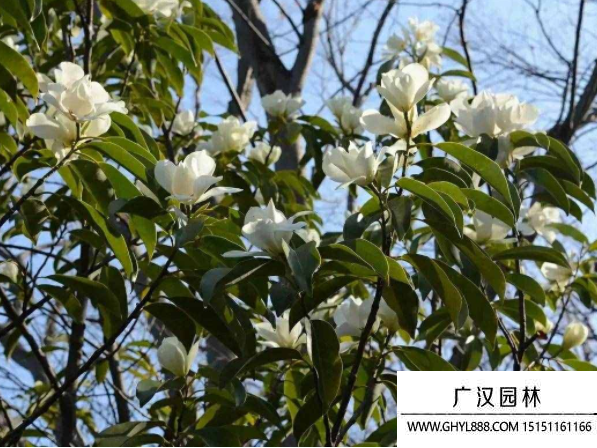 白玉蘭種子