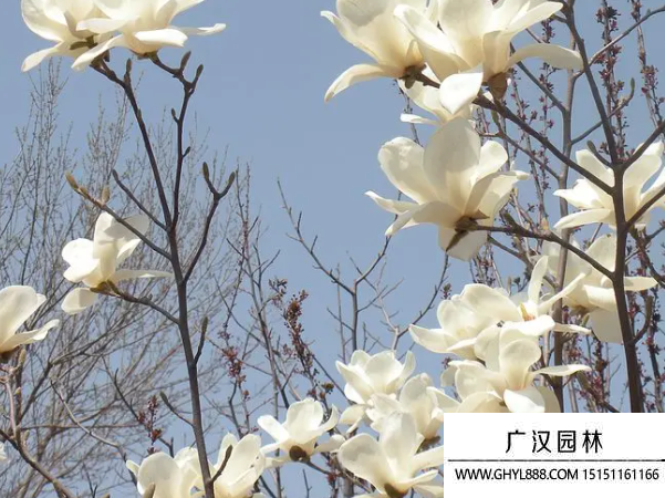 白玉蘭種子