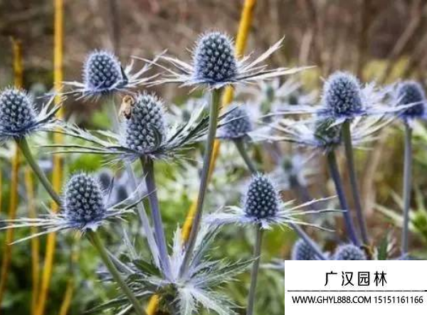刺芹種子