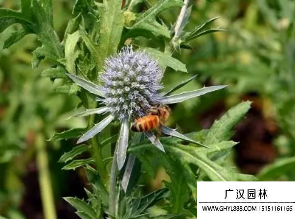 刺芹種子