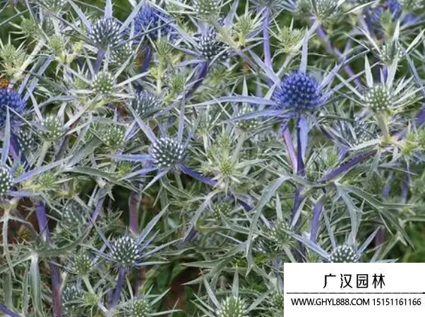 刺芹種子