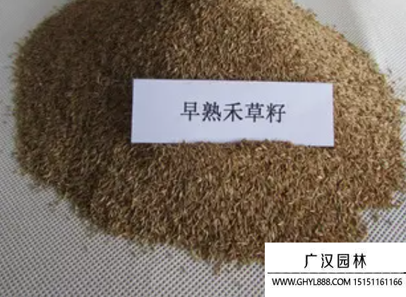 綠化種子