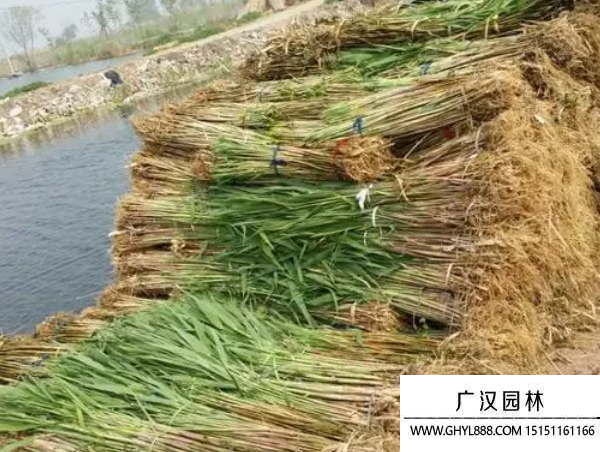 蘆葦