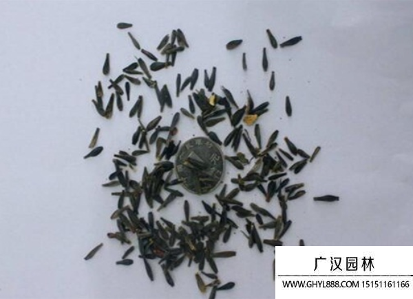小麗花種子