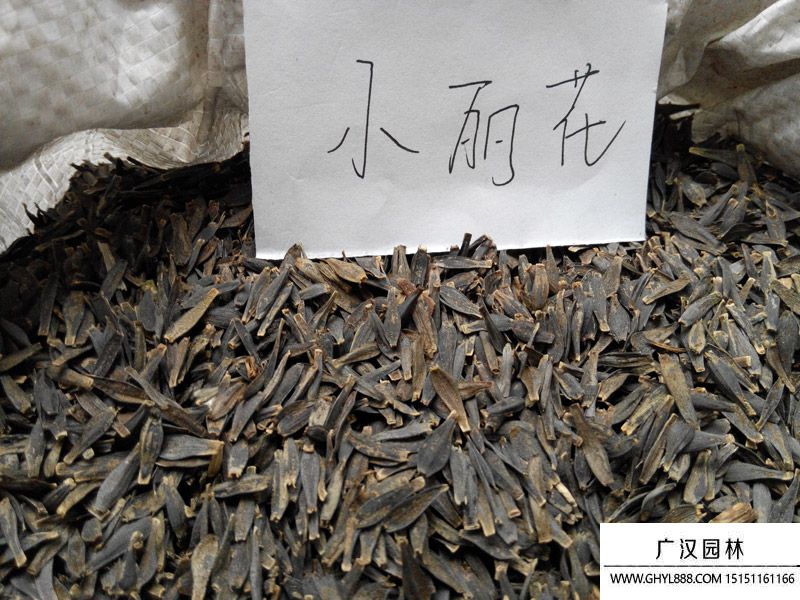 小麗花種子