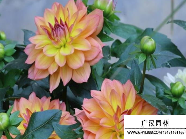 小麗花種子