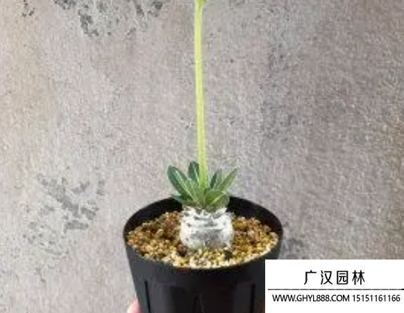 惠比須笑種子