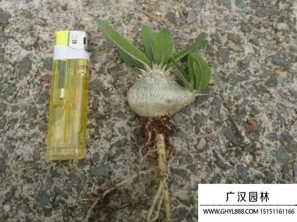 惠比須笑種子