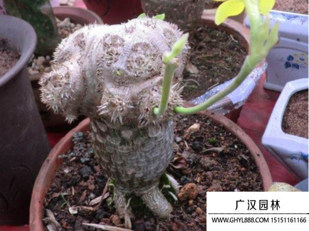 惠比須笑種子