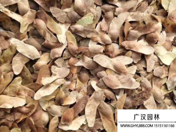 元寶楓種子