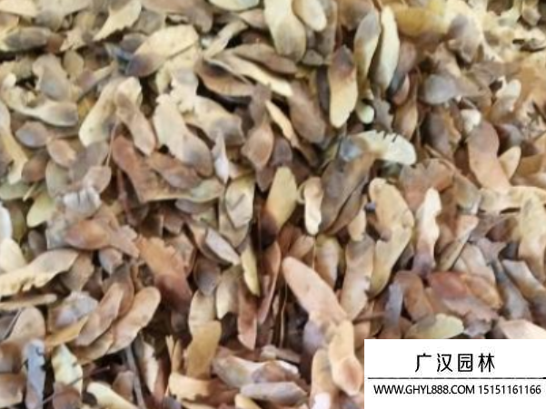元寶楓種子