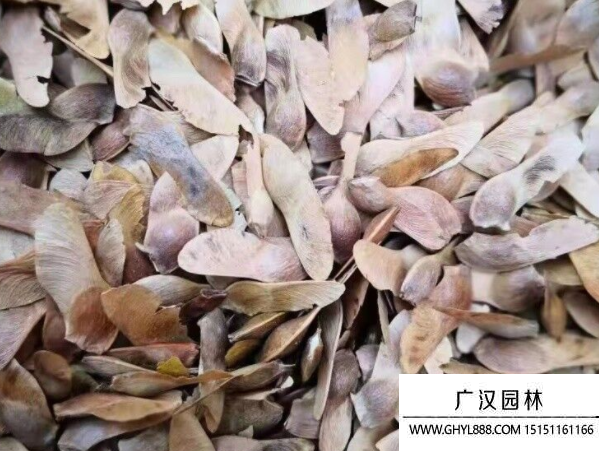 元寶楓種子