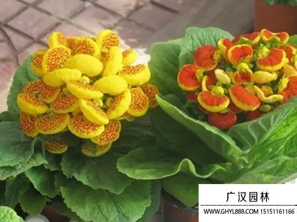 浦包花種子