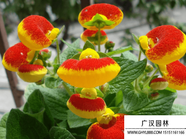 浦包花種子
