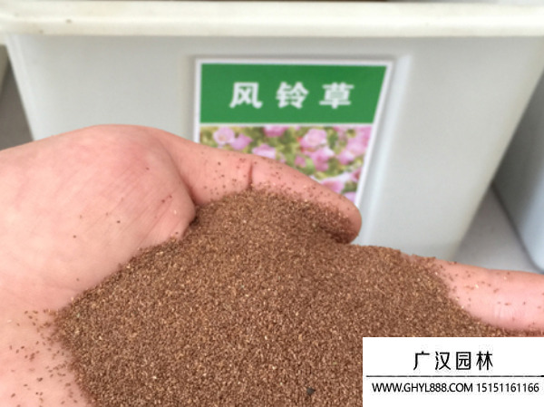 風鈴草種子