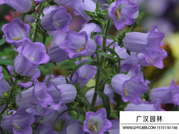 風鈴草種子