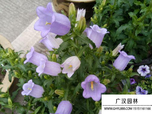 風鈴草種子