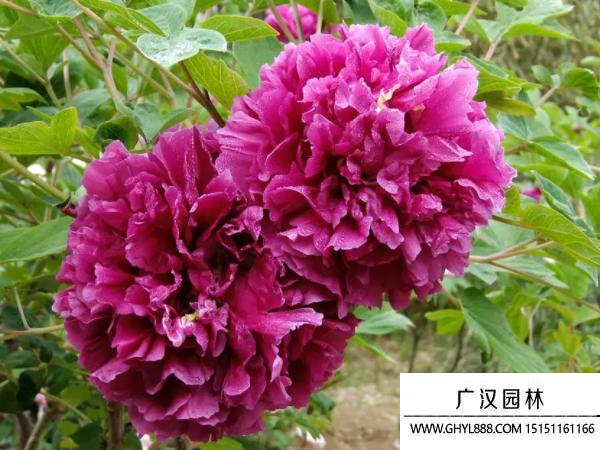 牡丹種子