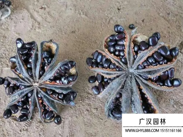 牡丹種子