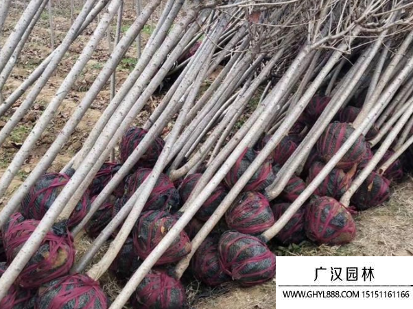 櫻花
