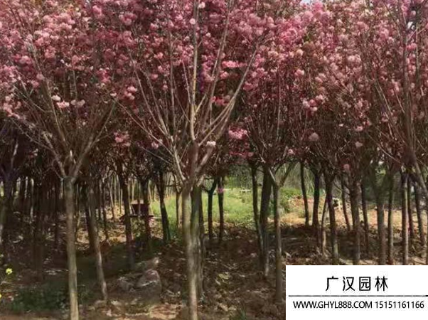 櫻花