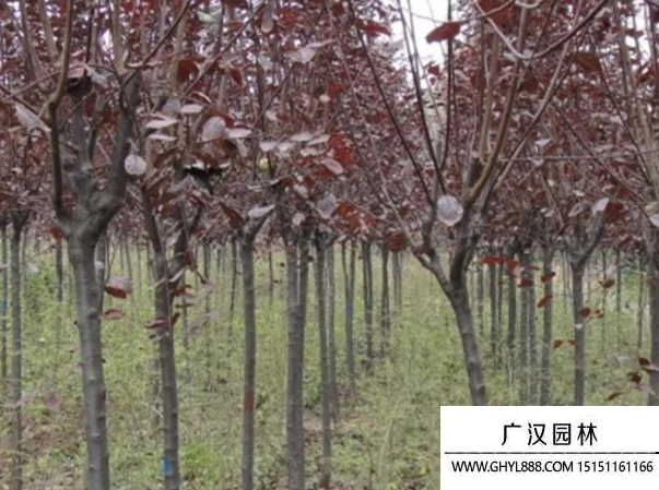 紫葉李