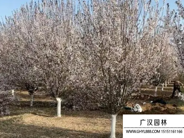 紫葉李