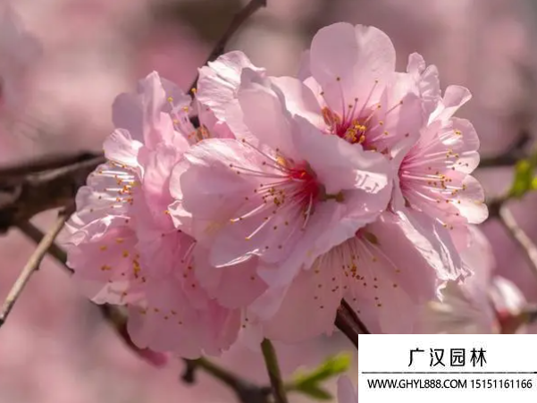 櫻花