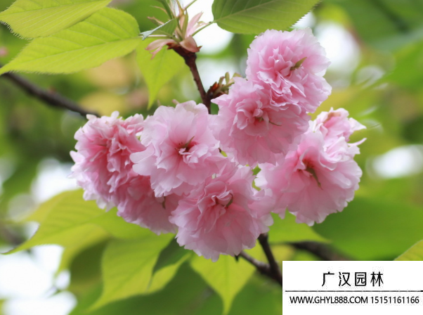 櫻花
