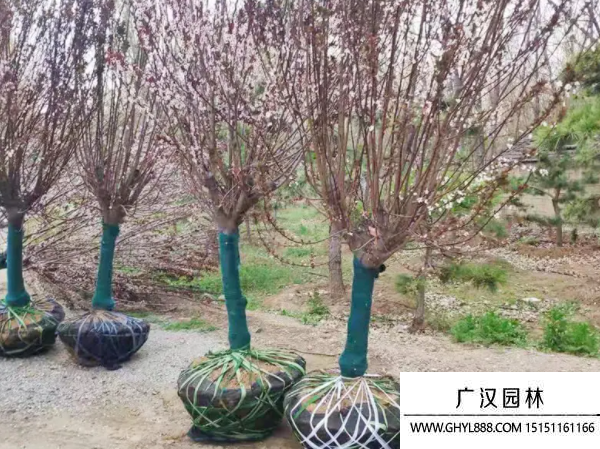 櫻花