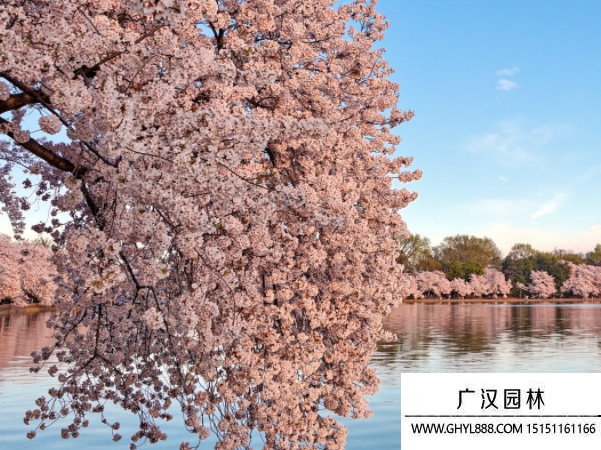櫻花