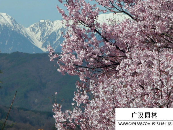 櫻花