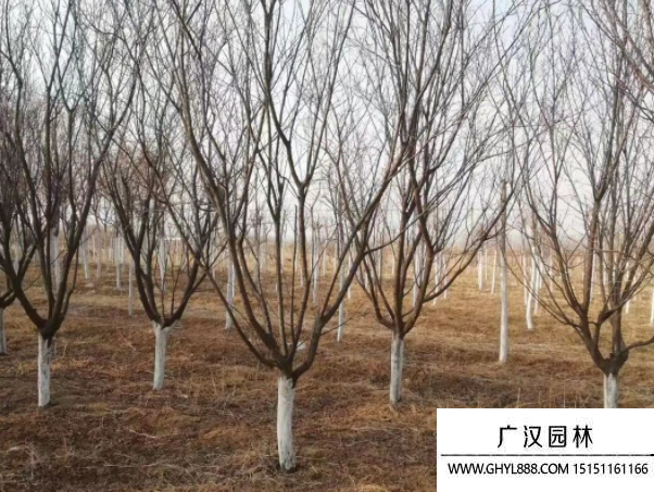 紫葉李