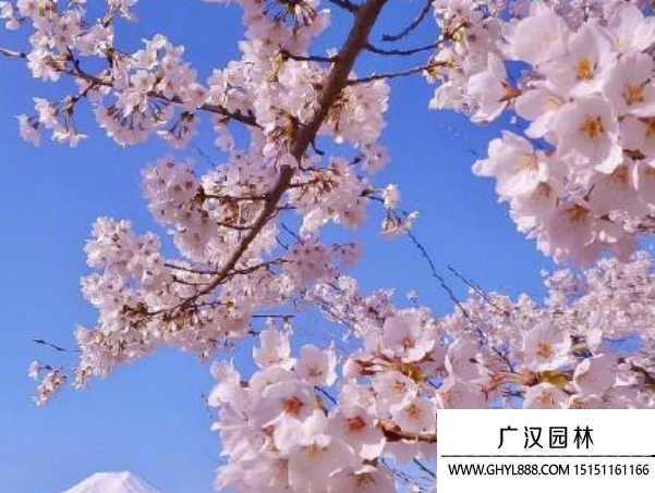 櫻花