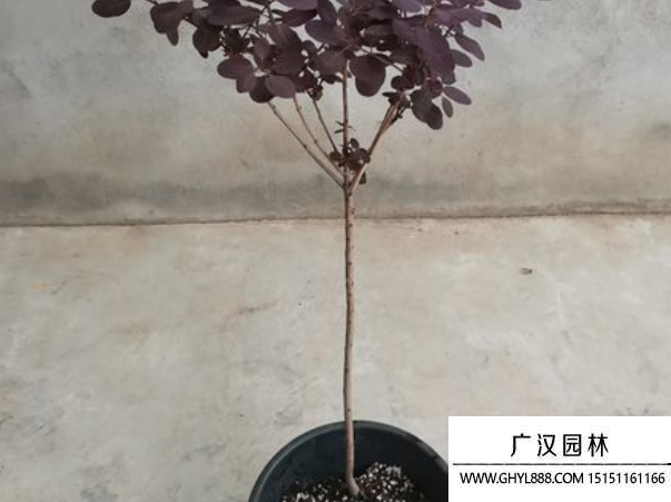美國紅櫨