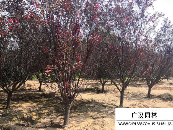 紫葉李