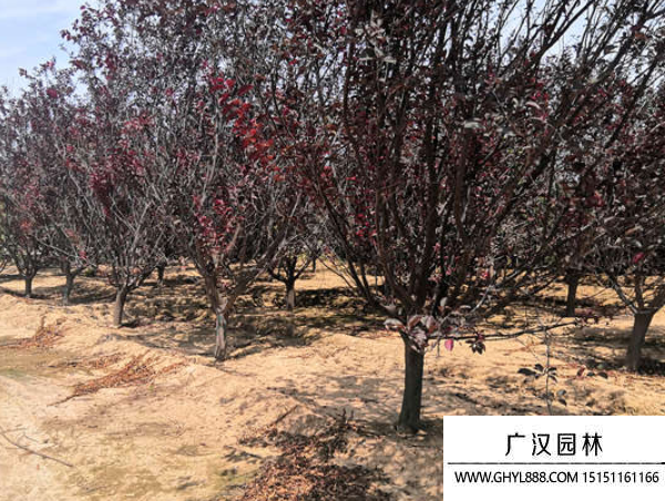 紫葉李