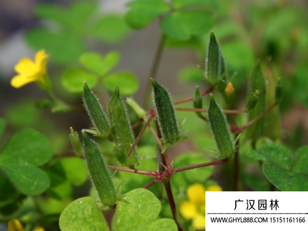 黃花酢漿草種子