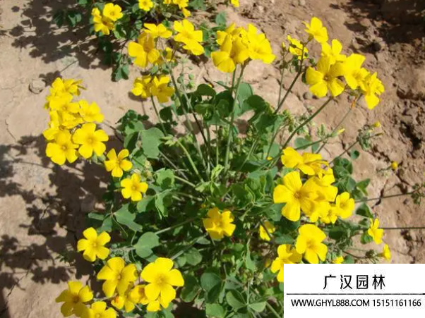 黃花酢漿草種子