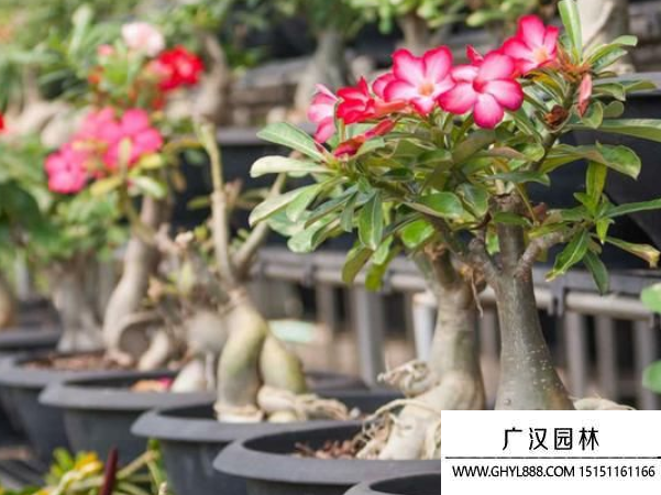 沙漠玫瑰種子
