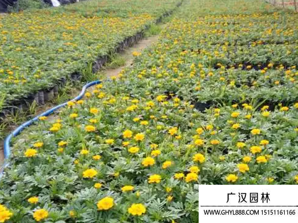 草花種子