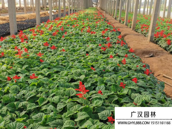草花種子
