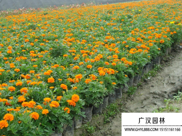 草花種子